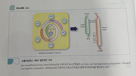 보톡스 / 보툴리눔 독소의 종류와 구조에 대하여 